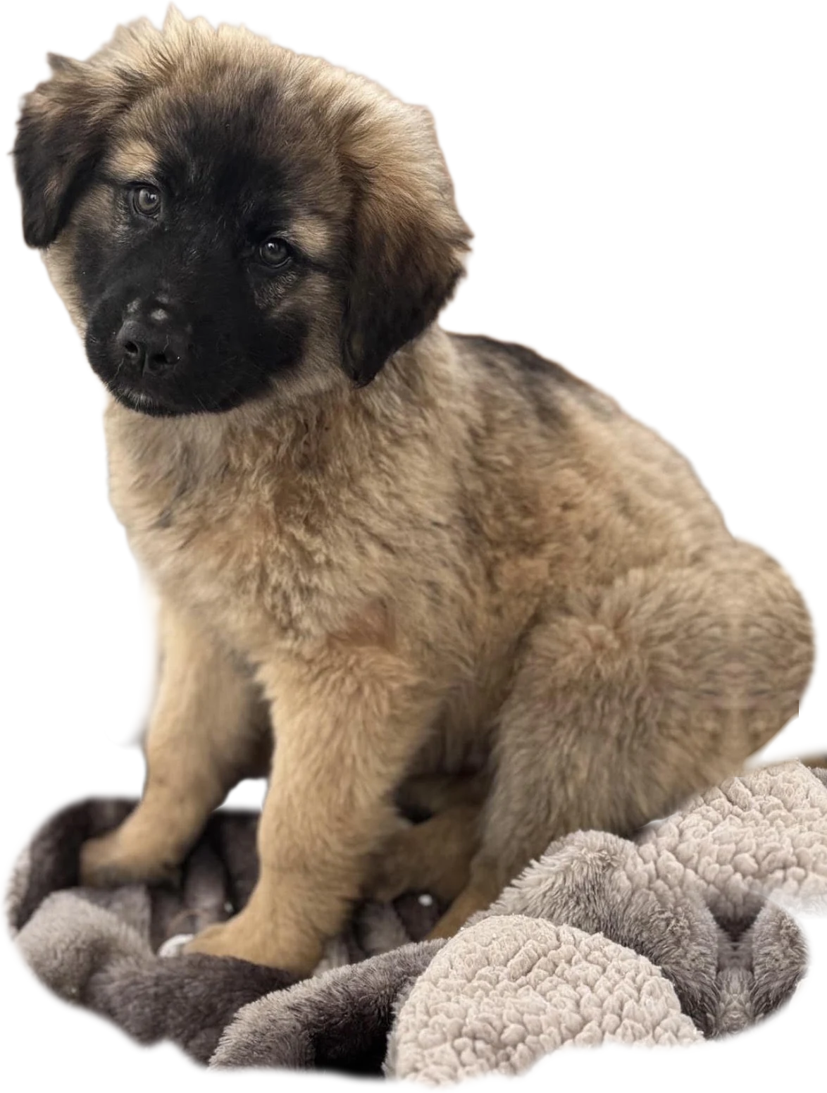 do·be as a puppy, before he was adopted